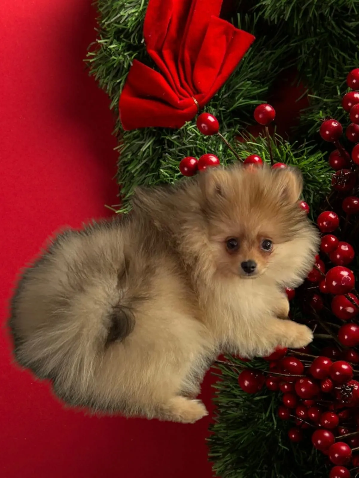 Pomeranianzucht - Hunderasse - Welpen geb. 01.09.2024