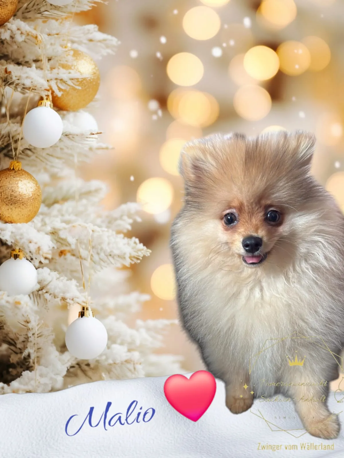 Pomeranianzucht - Hunderasse - Welpen geb. 01.09.2024