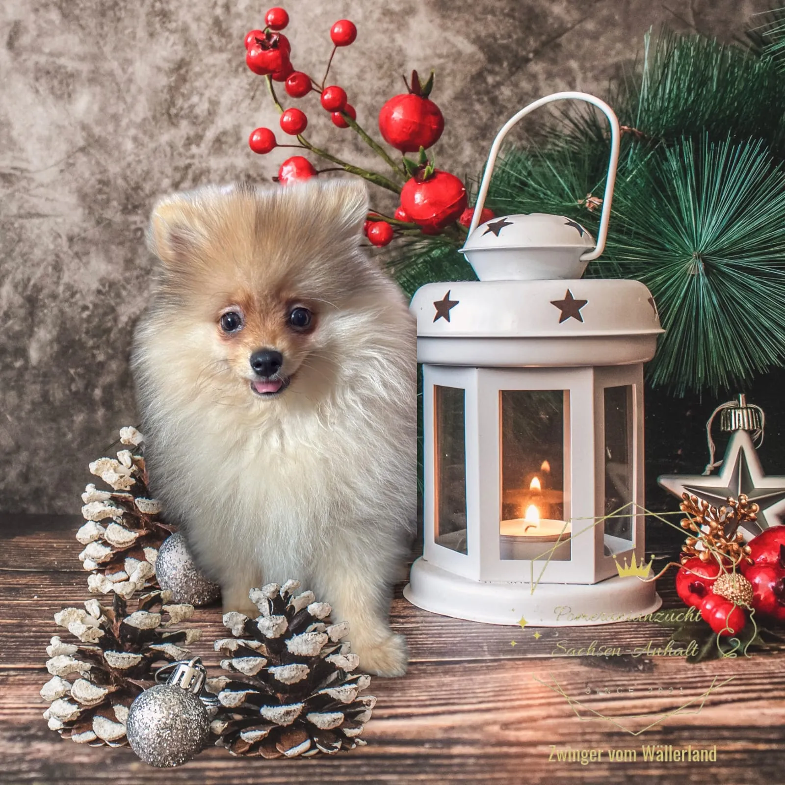 Pomeranianzucht - Hunderasse - Welpen geb. 01.09.2024