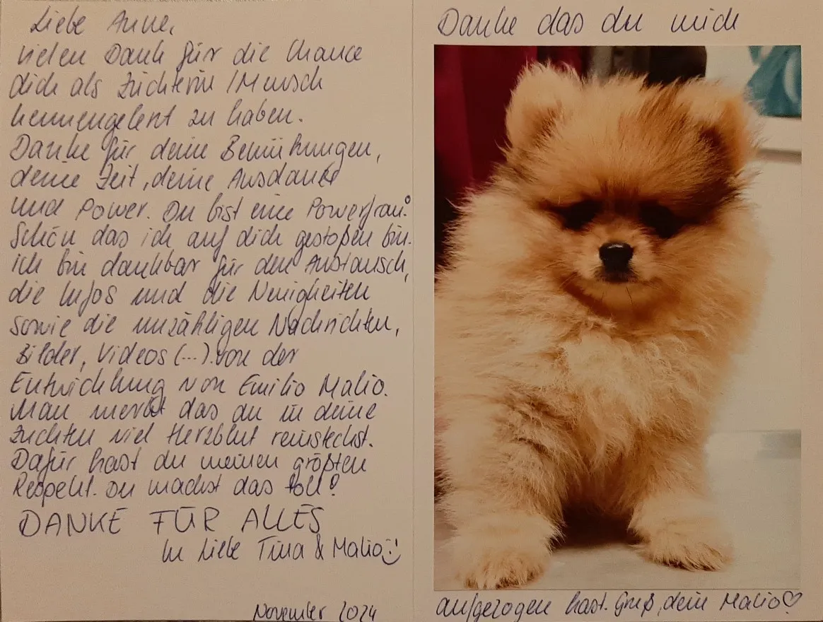 Pomeranianzucht - Hunderasse - Welpen geb. 01.09.2024