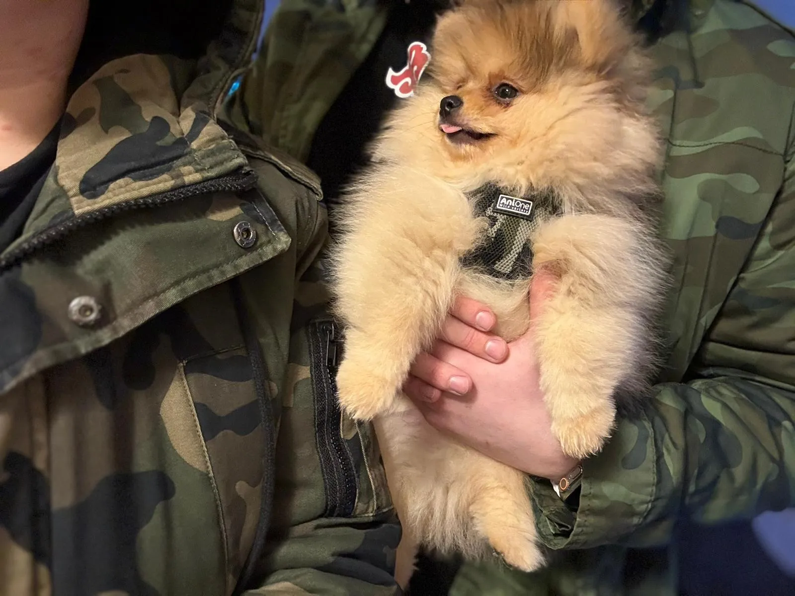 Pomeranianzucht - Hunderasse - Welpen geb. 01.09.2024