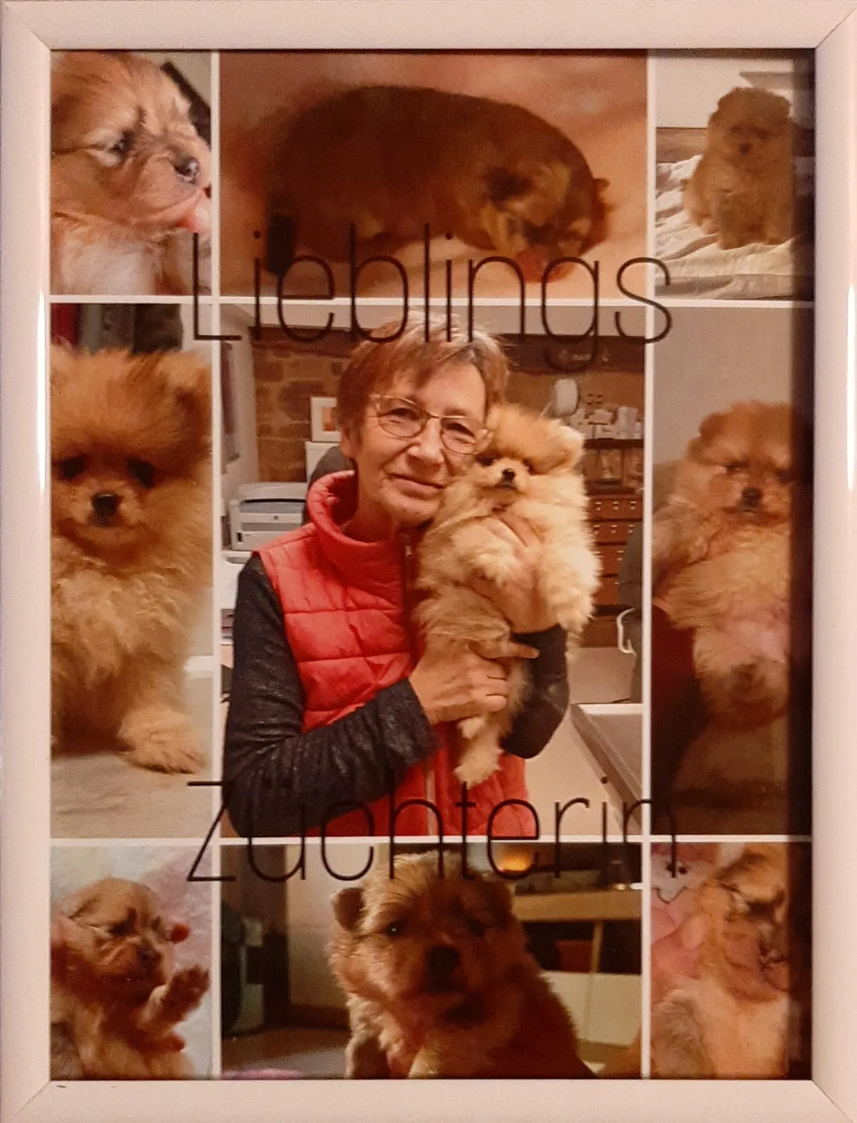 Pomeranianzucht - Hunderasse - Welpen geb. 01.09.2024