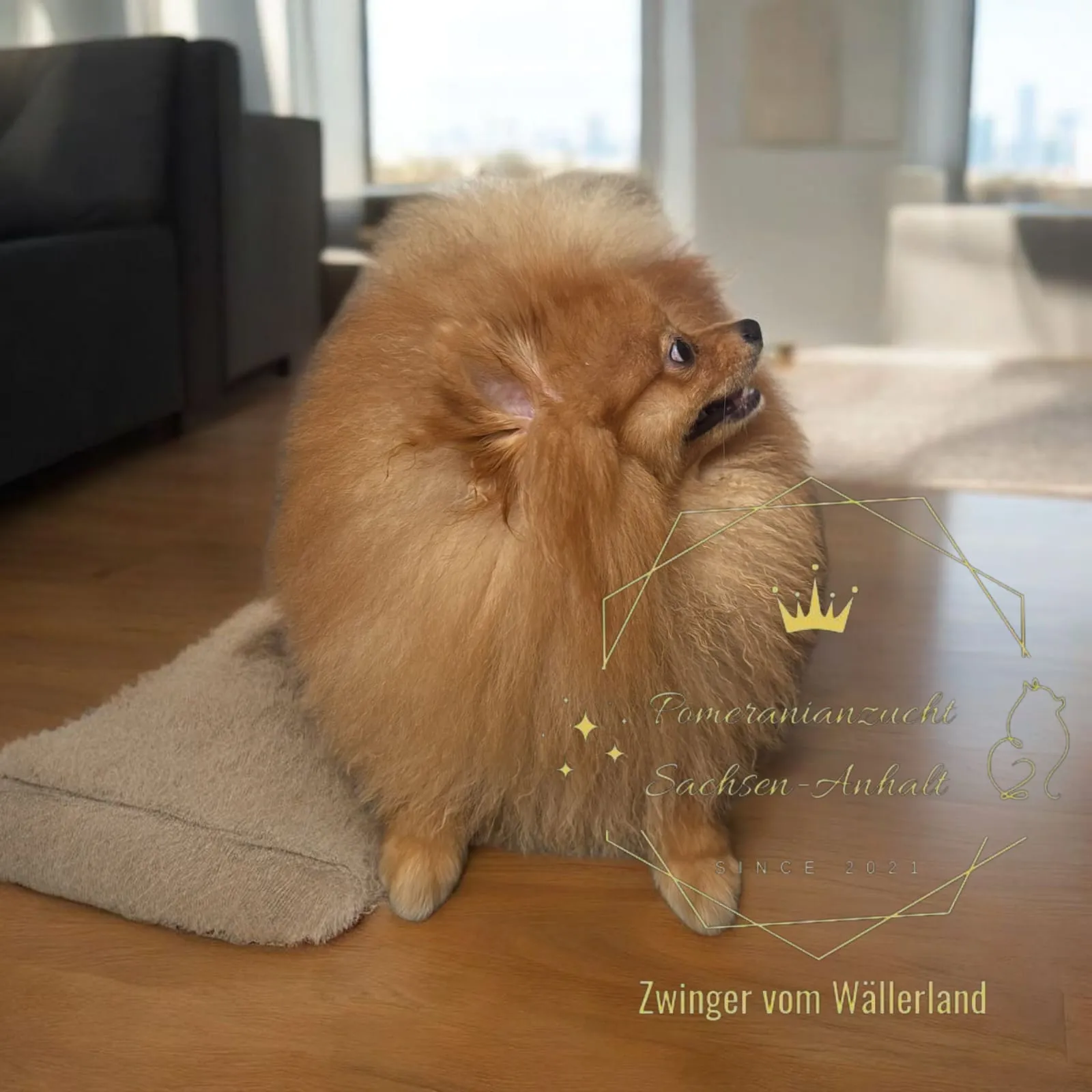 Pomeranianzucht - Hunderasse - Welpen geb. 01.09.2024