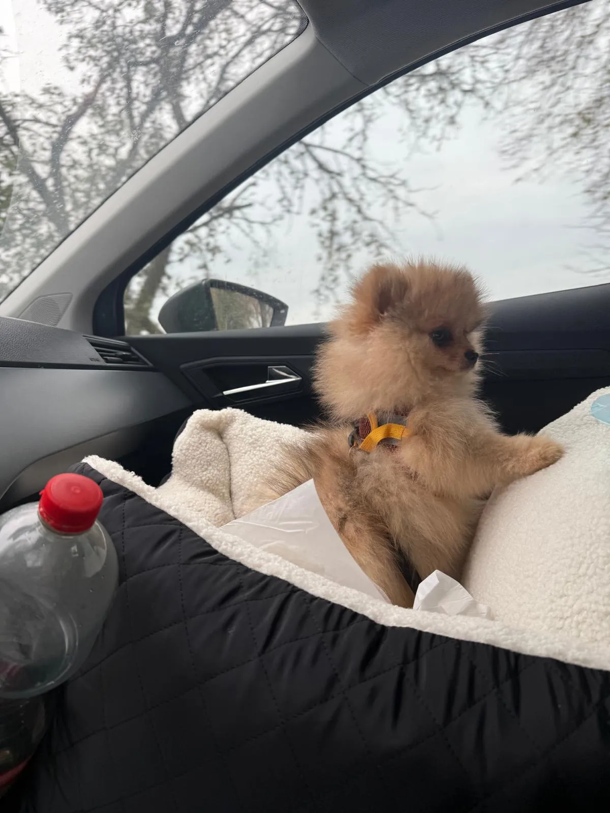 Pomeranianzucht - Hunderasse - Welpen geb. 01.09.2024