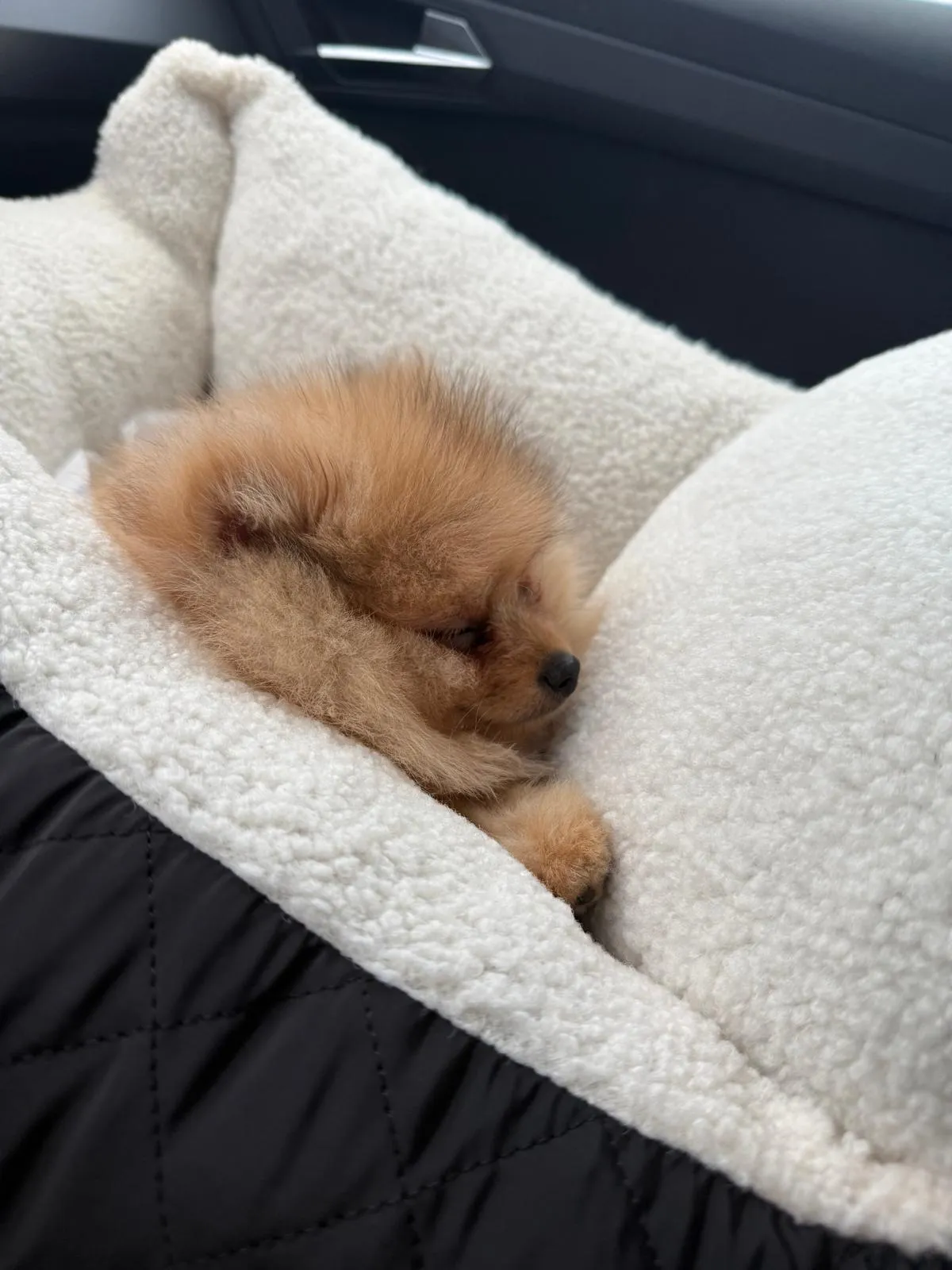 Pomeranianzucht - Hunderasse - Welpen geb. 01.09.2024