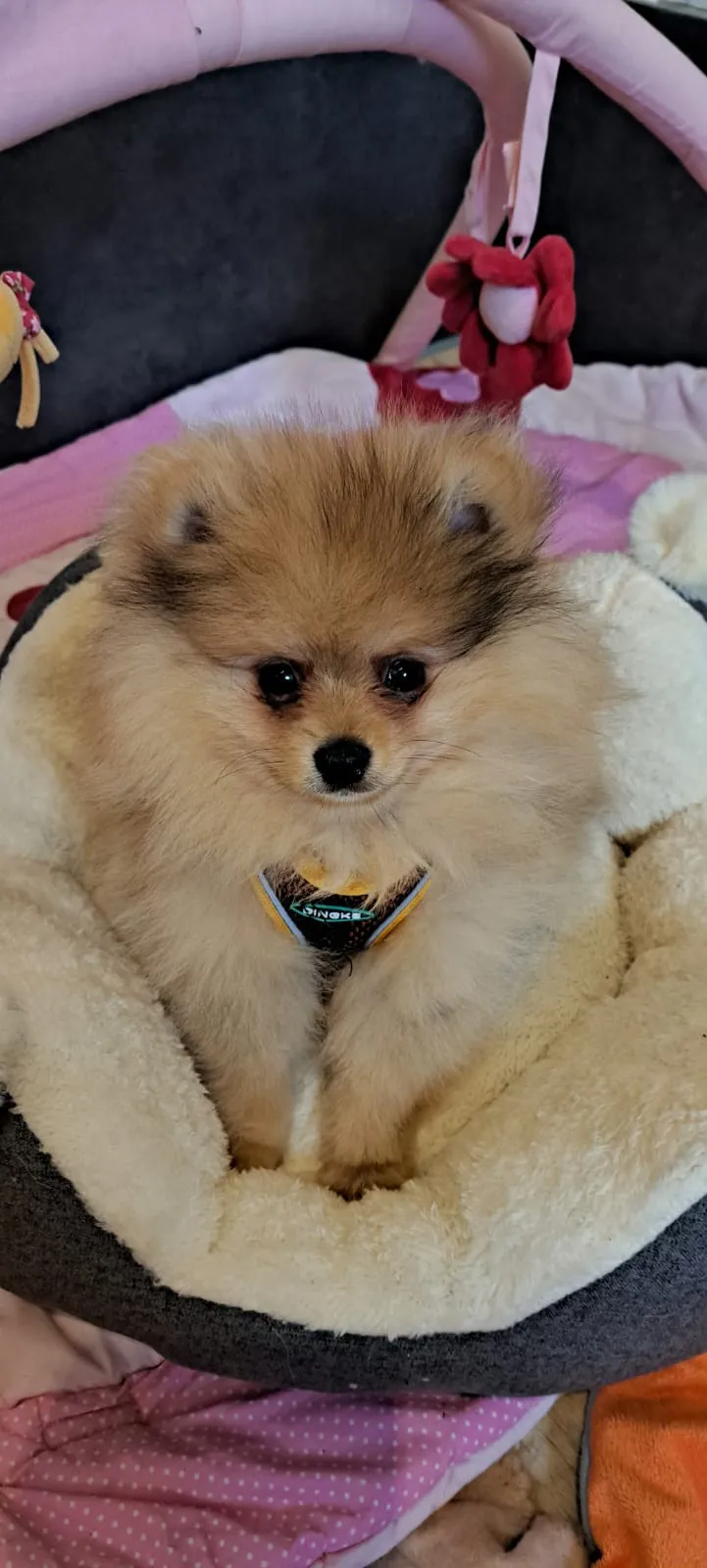 Pomeranianzucht - Hunderasse - Welpen geb. 01.09.2024