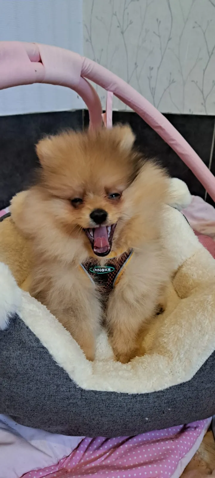 Pomeranianzucht - Hunderasse - Welpen geb. 01.09.2024