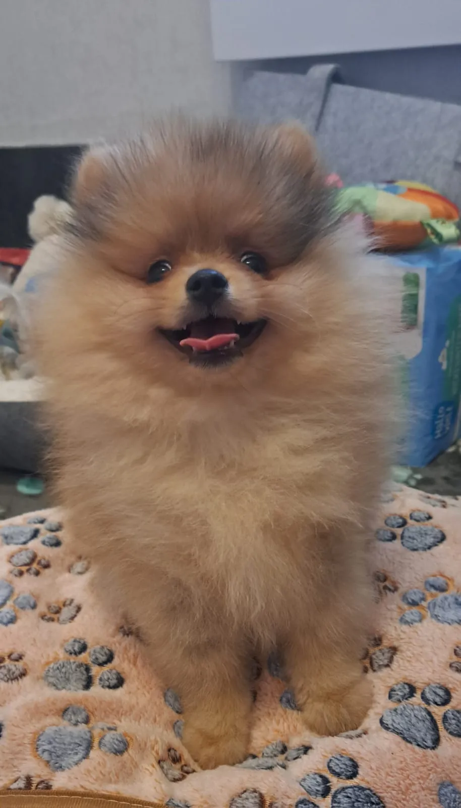 Pomeranianzucht - Hunderasse - Welpen geb. 01.09.2024