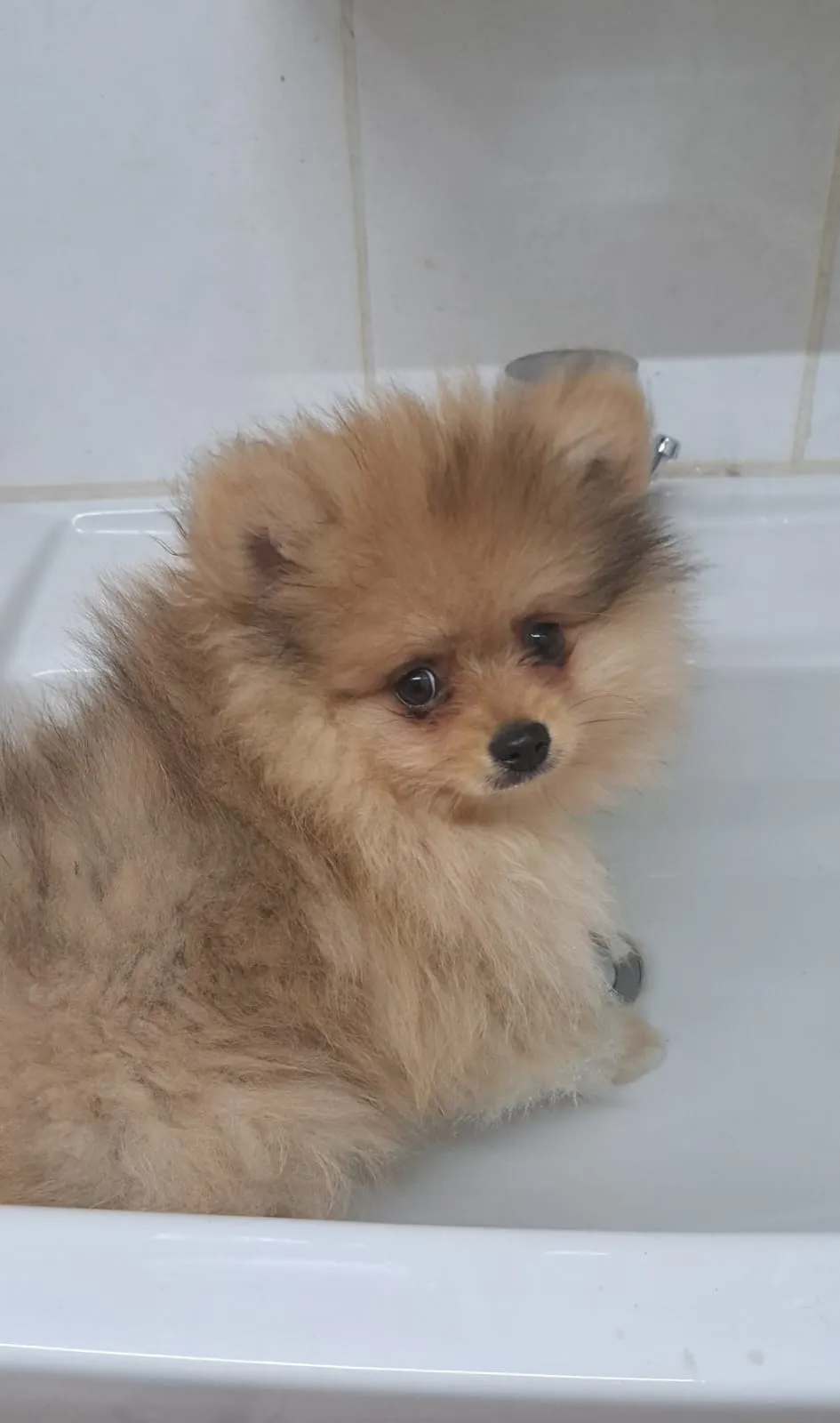 Pomeranianzucht - Hunderasse - Welpen geb. 01.09.2024