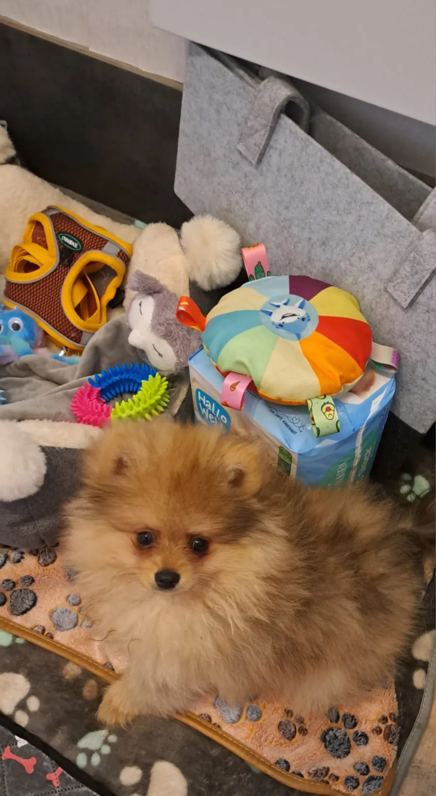 Pomeranianzucht - Hunderasse - Welpen geb. 01.09.2024