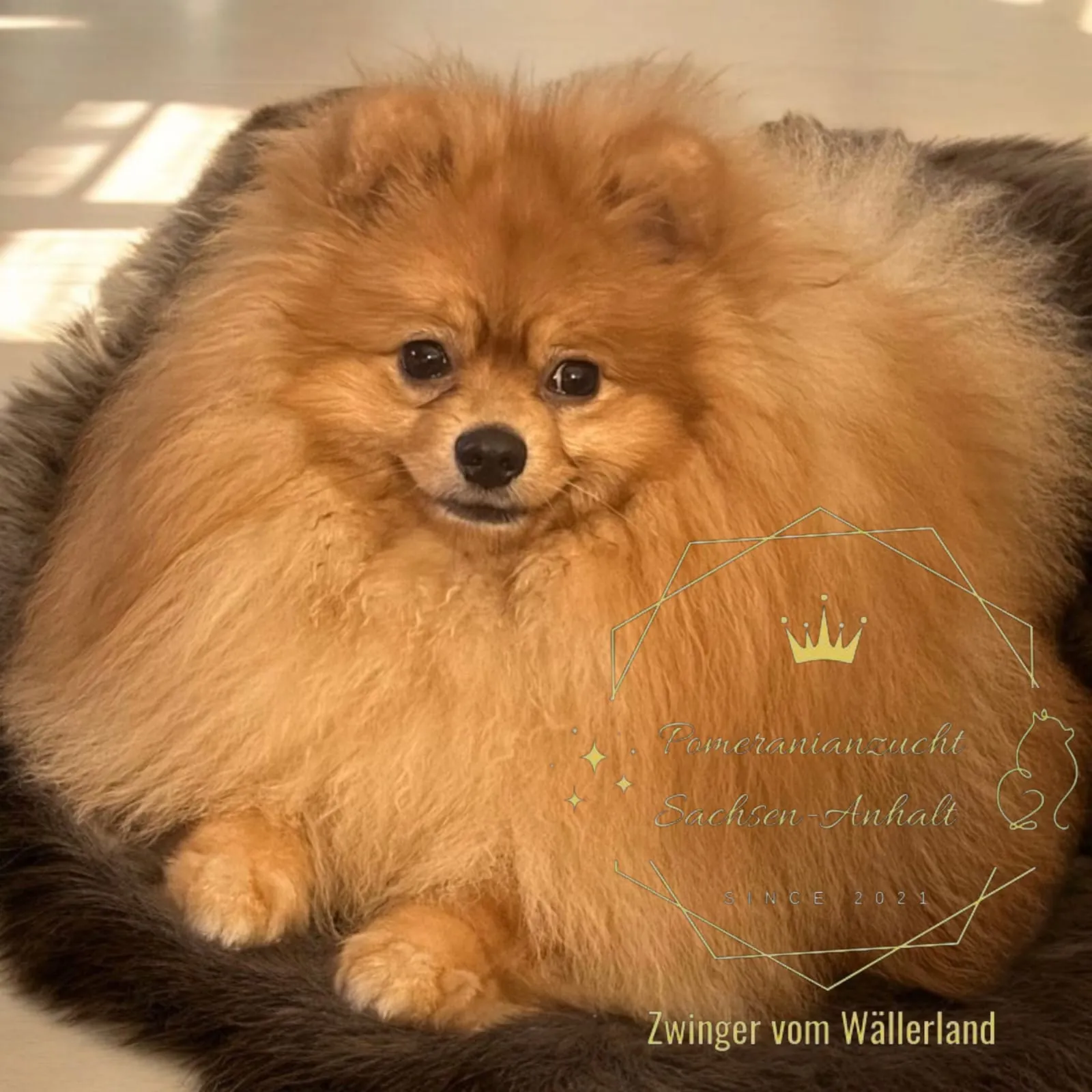 Pomeranianzucht - Hunderasse