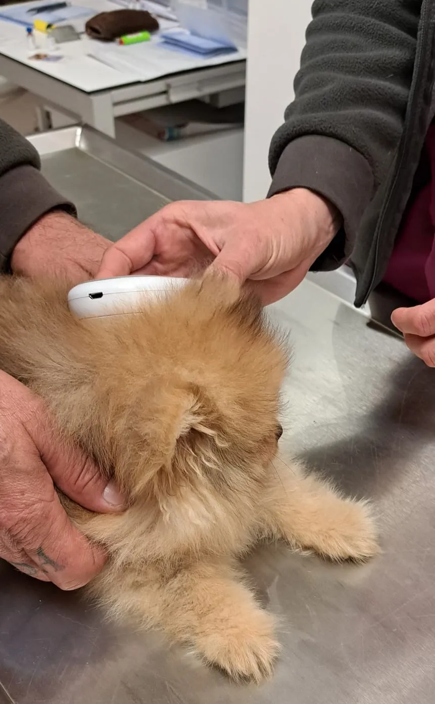 Pomeranianzucht - Hunderasse - Welpen geb. 01.09.2024