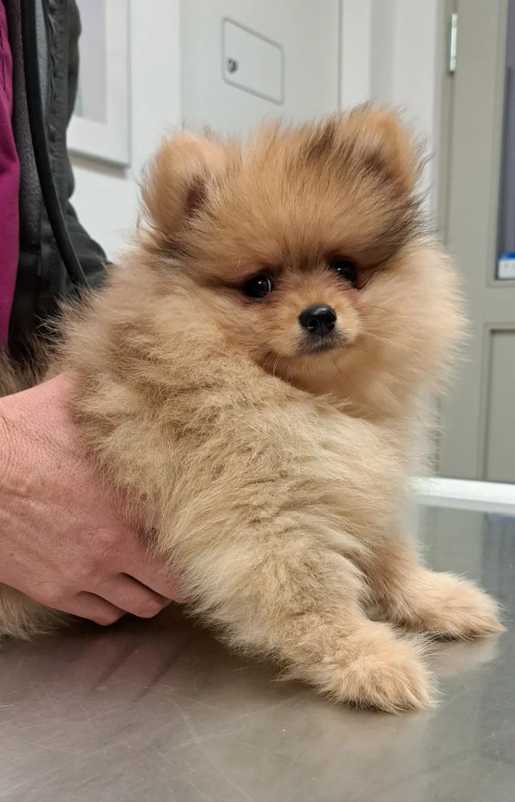 Pomeranianzucht - Hunderasse - Welpen geb. 01.09.2024