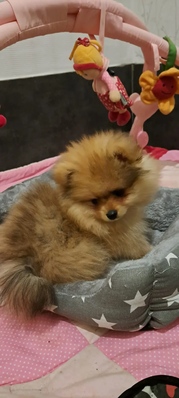 Pomeranianzucht - Hunderasse - Welpen geb. 01.09.2024