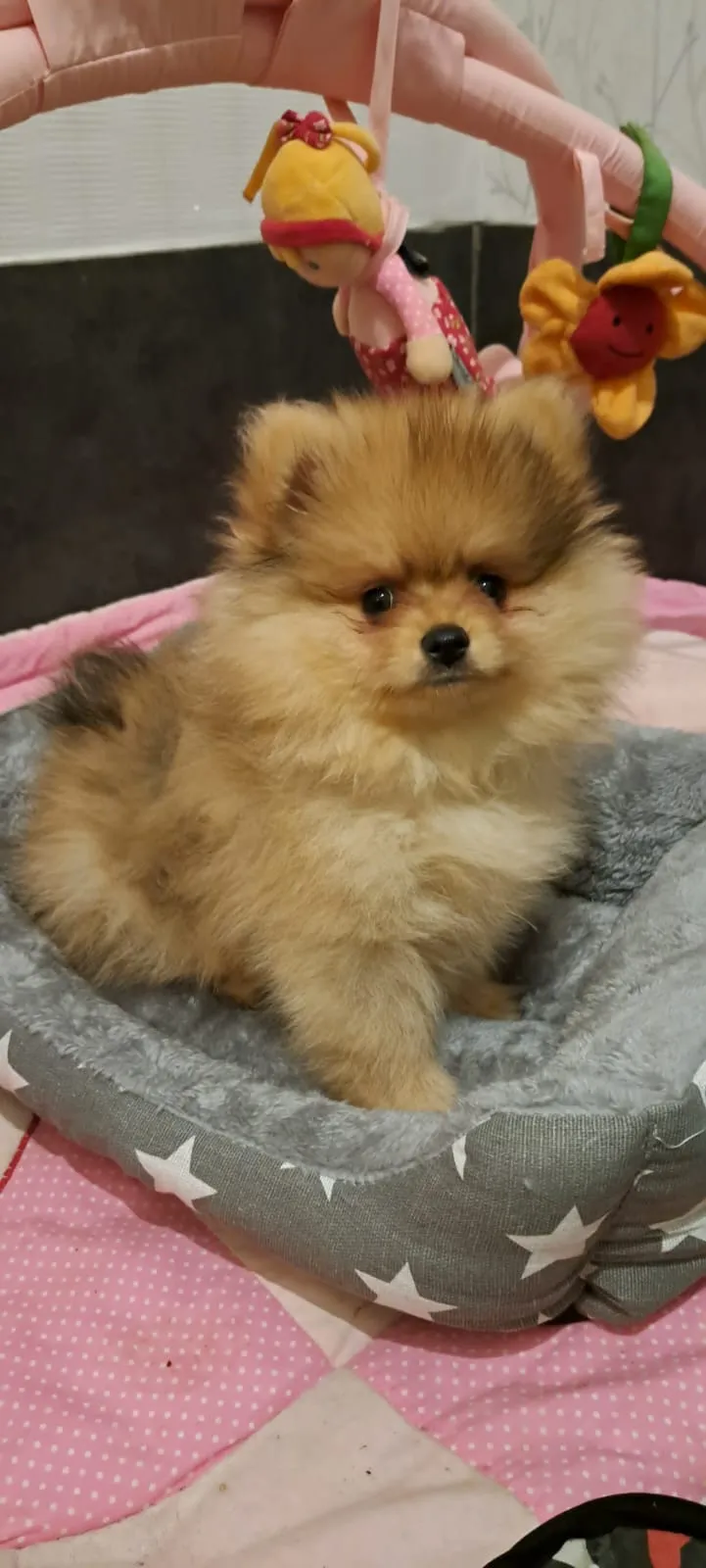 Pomeranianzucht - Hunderasse - Welpen geb. 01.09.2024