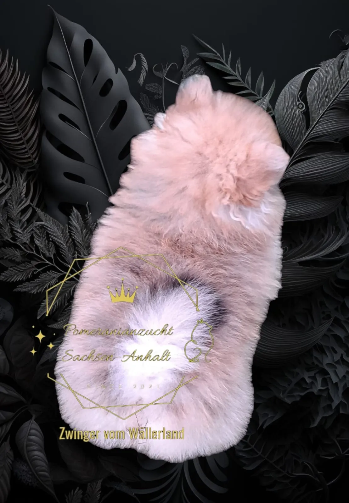 Pomeranianzucht - Hunderasse - Welpen geb. 01.09.2024