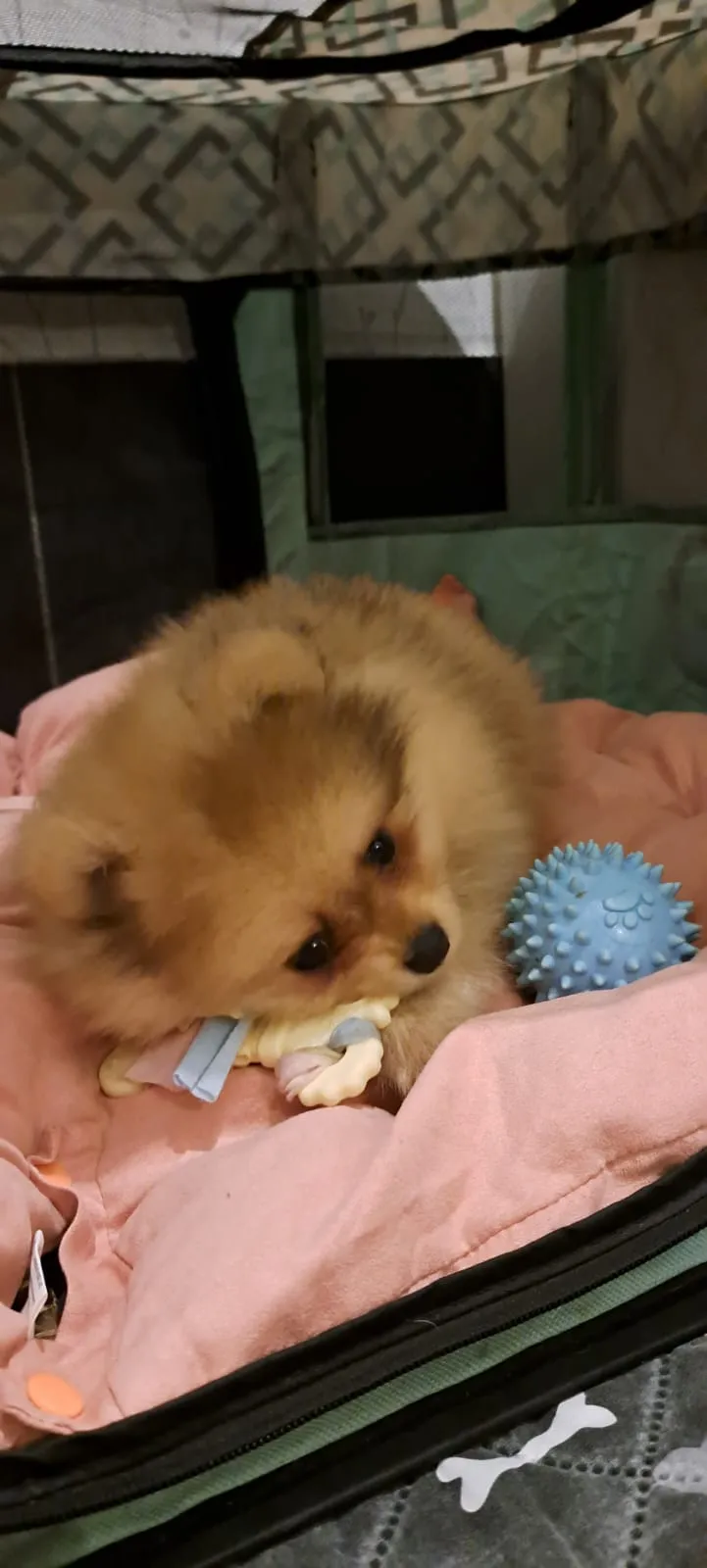 Pomeranianzucht - Hunderasse - Welpen geb. 01.09.2024