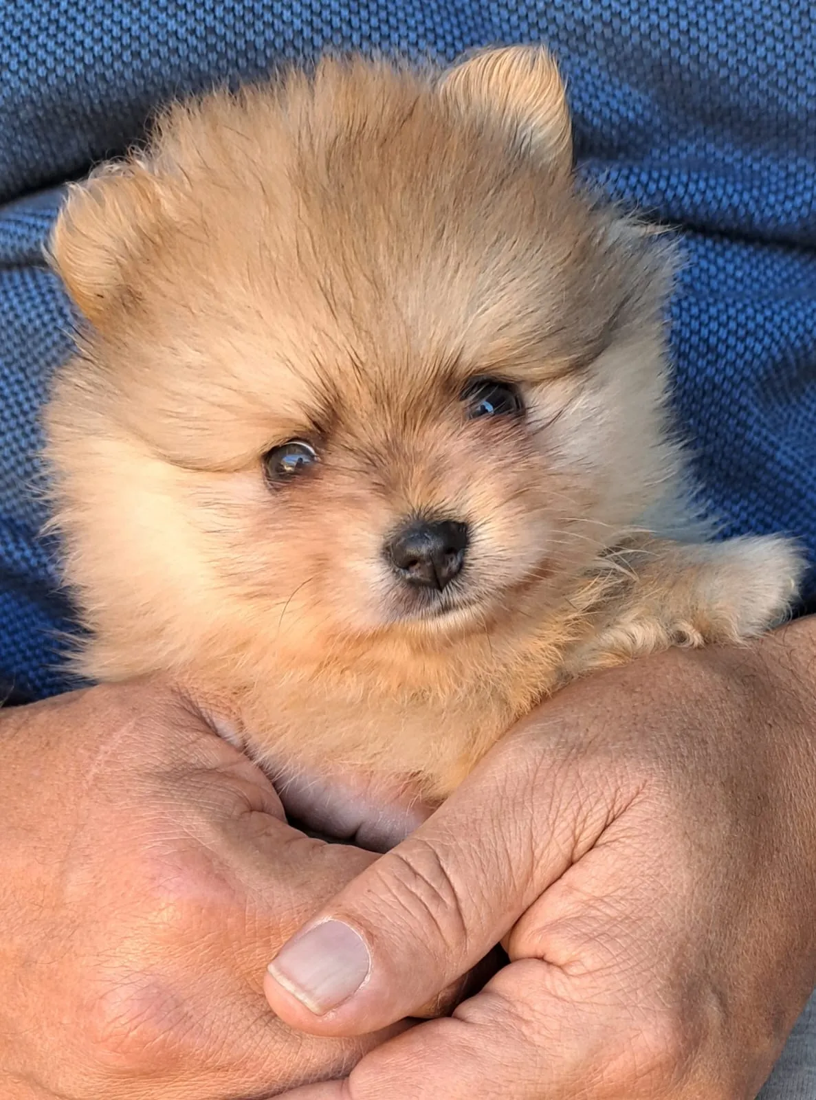 Pomeranianzucht - Hunderasse - Welpen geb. 01.09.2024