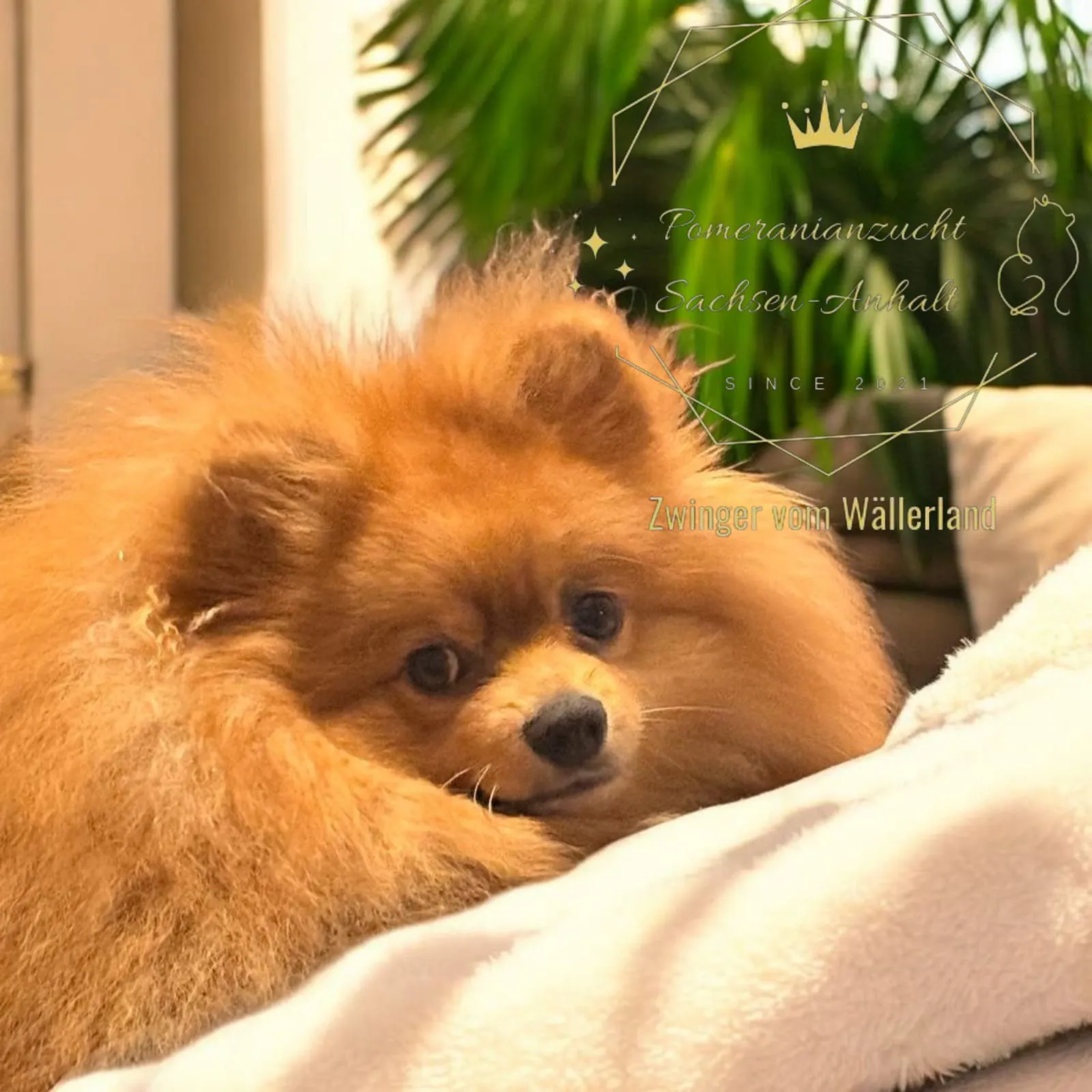 Pomeranianzucht - Hunderasse - Welpen geb. 01.09.2024