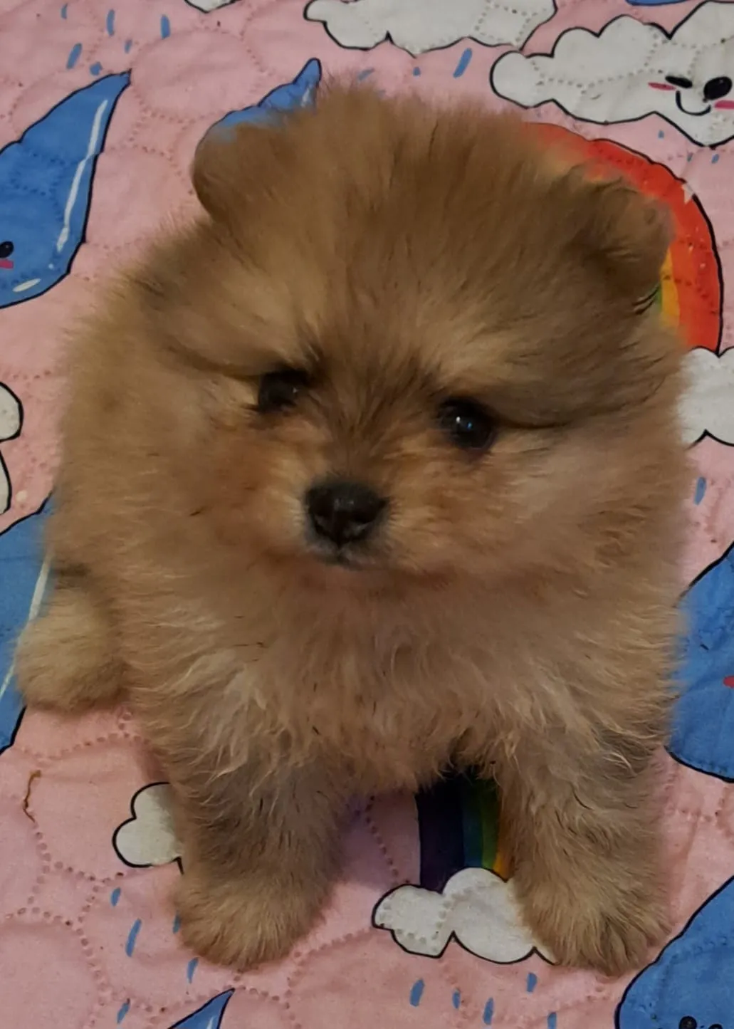 Pomeranianzucht - Hunderasse - Welpen geb. 01.09.2024