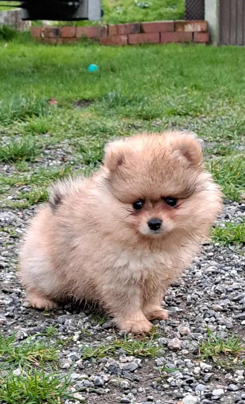 Pomeranianzucht - Hunderasse 