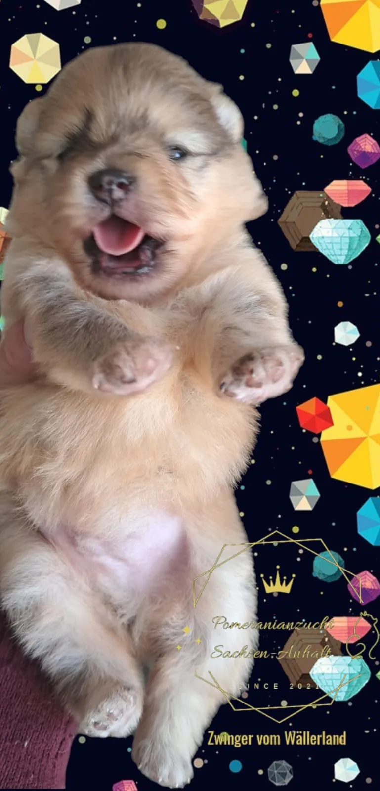 Pomeranianzucht - Hunderasse - Welpen geb. 01.09.2024