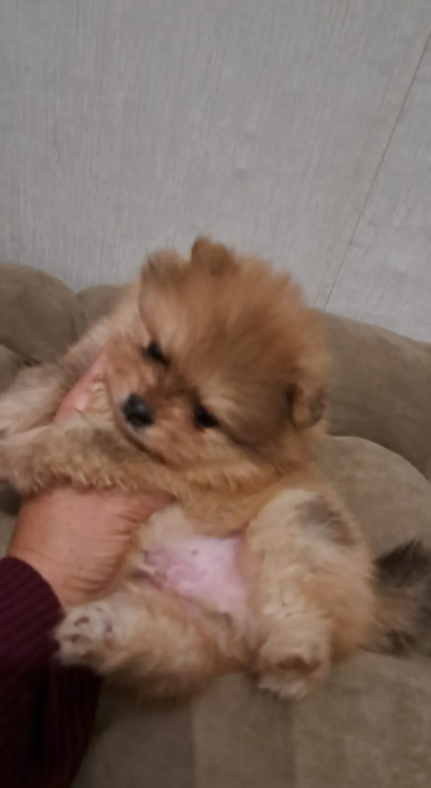 Pomeranianzucht - Hunderasse - Welpen geb. 01.09.2024