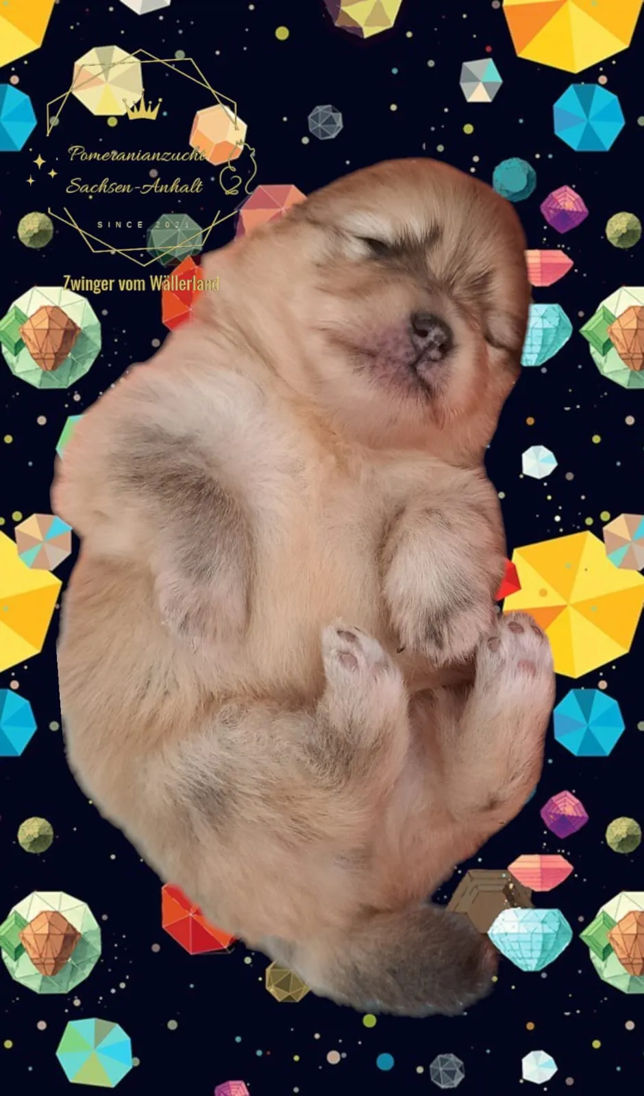 Pomeranianzucht - Hunderasse - Welpen geb. 01.09.2024