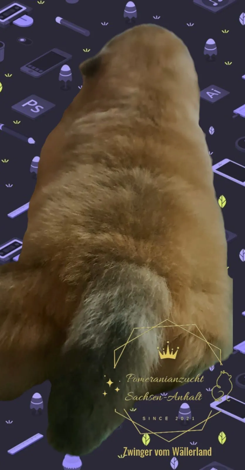 Pomeranianzucht - Hunderasse - Welpen geb. 01.09.2024