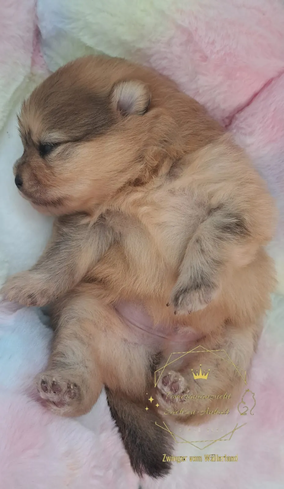 Pomeranianzucht - Hunderasse - Welpen geb. 01.09.2024