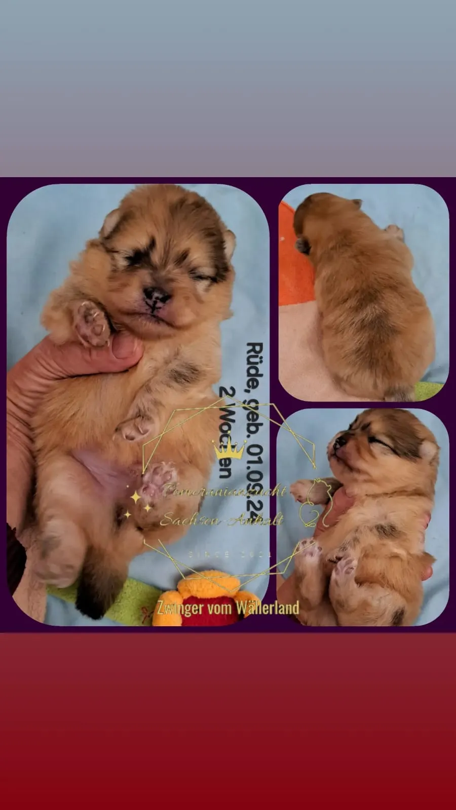 Pomeranianzucht - Hunderasse - Welpen geb. 01.09.2024