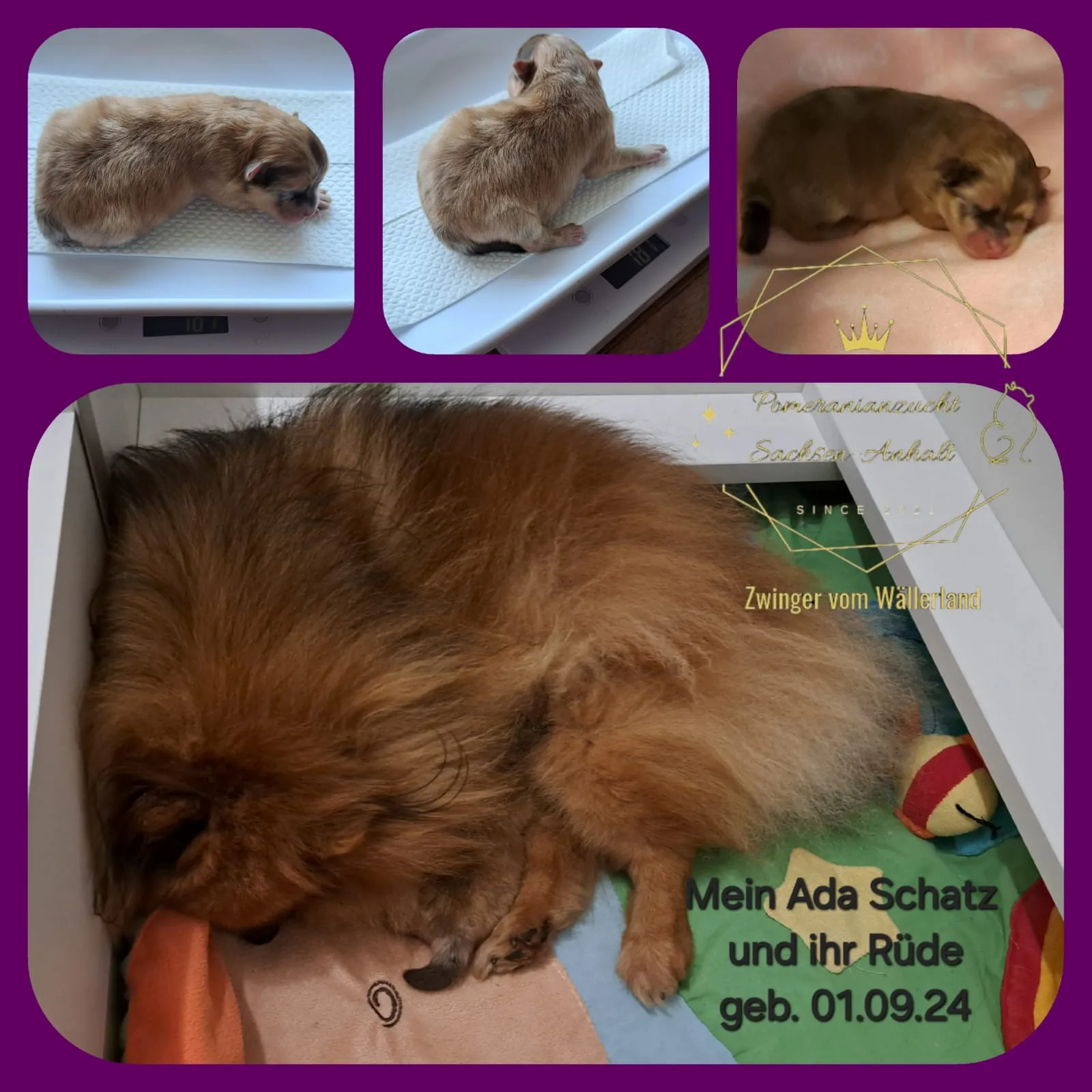 Pomeranianzucht - Hunderasse - Welpen geb. 01.09.2024