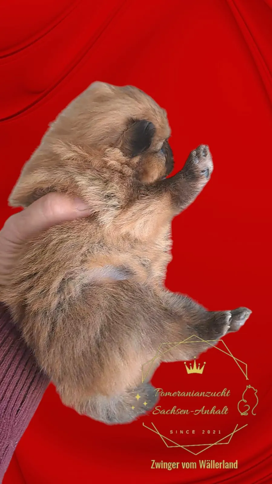Pomeranianzucht - Hunderasse - Welpen geb. 01.09.2024