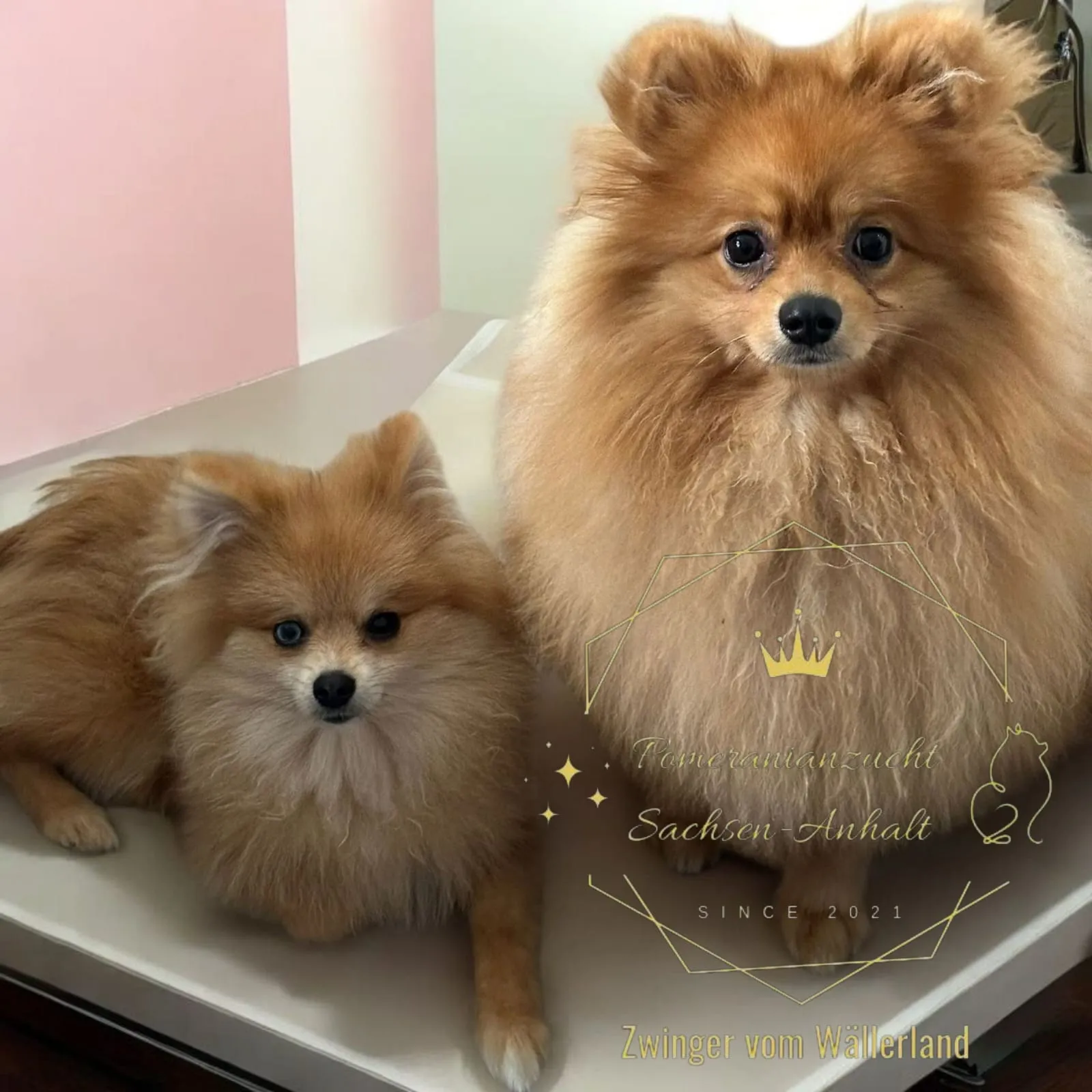 Pomeranianzucht - Hunderasse - Welpen geb. 01.09.2024