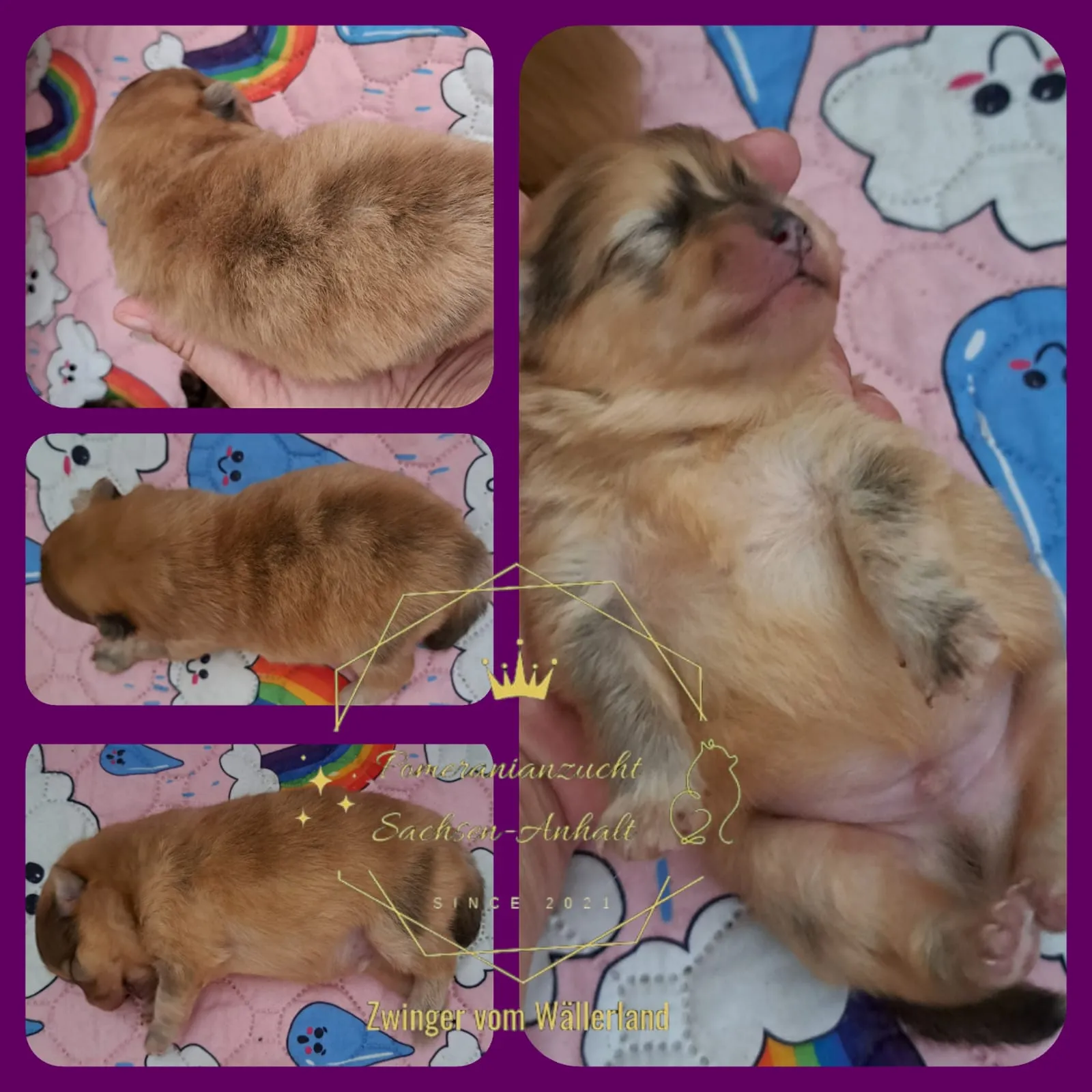 Pomeranianzucht - Hunderasse - Welpen geb. 01.09.2024