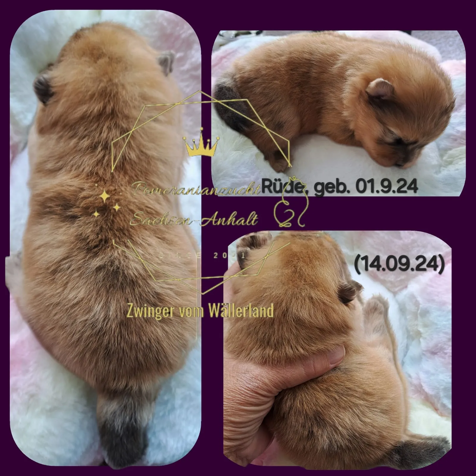 Pomeranianzucht - Hunderasse - Welpen geb. 01.09.2024