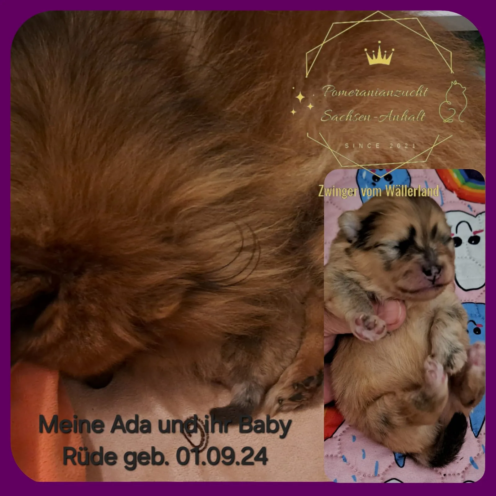 Pomeranianzucht - Hunderasse - Welpen geb. 01.09.2024