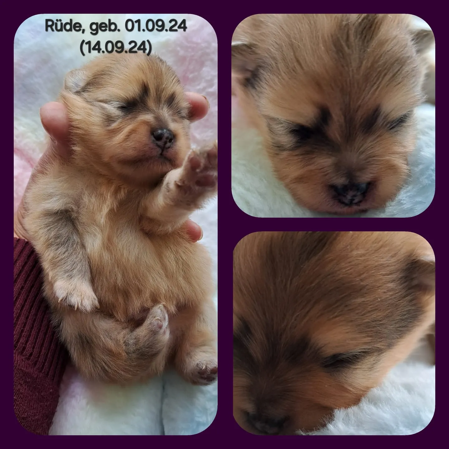 Pomeranianzucht - Hunderasse - Welpen geb. 01.09.2024