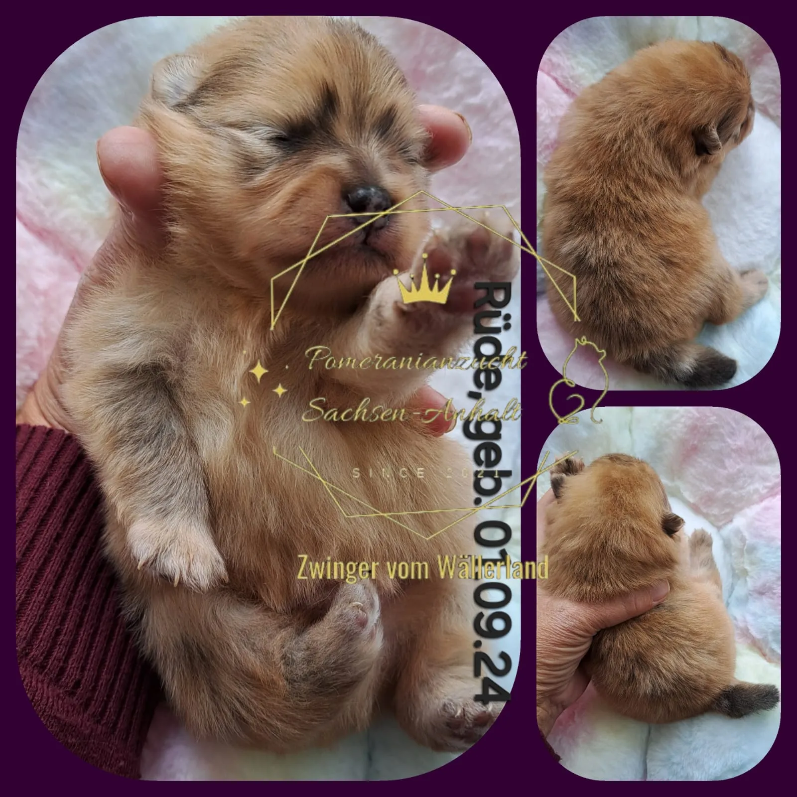 Pomeranianzucht - Hunderasse - Welpen geb. 01.09.2024