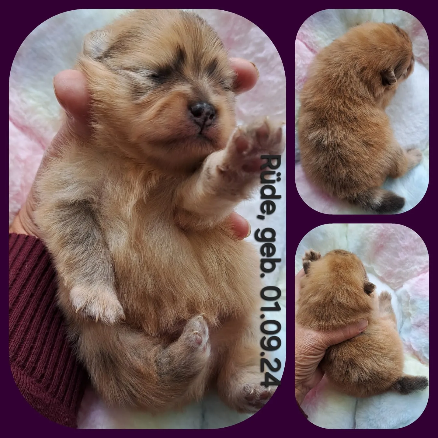 Pomeranianzucht - Hunderasse - Welpen geb. 01.09.2024