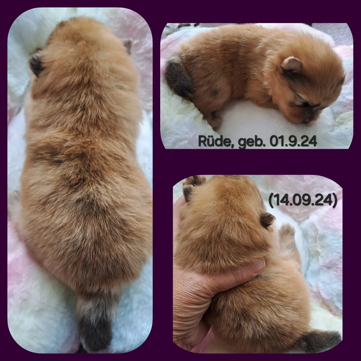 Pomeranianzucht - Hunderasse - Welpen geb. 01.09.2024