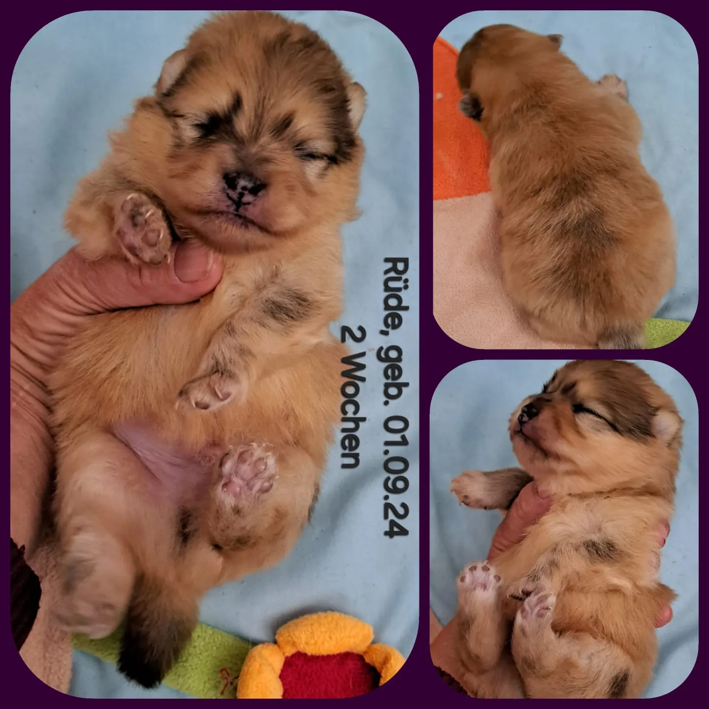 Pomeranianzucht - Hunderasse - Welpen geb. 01.09.2024