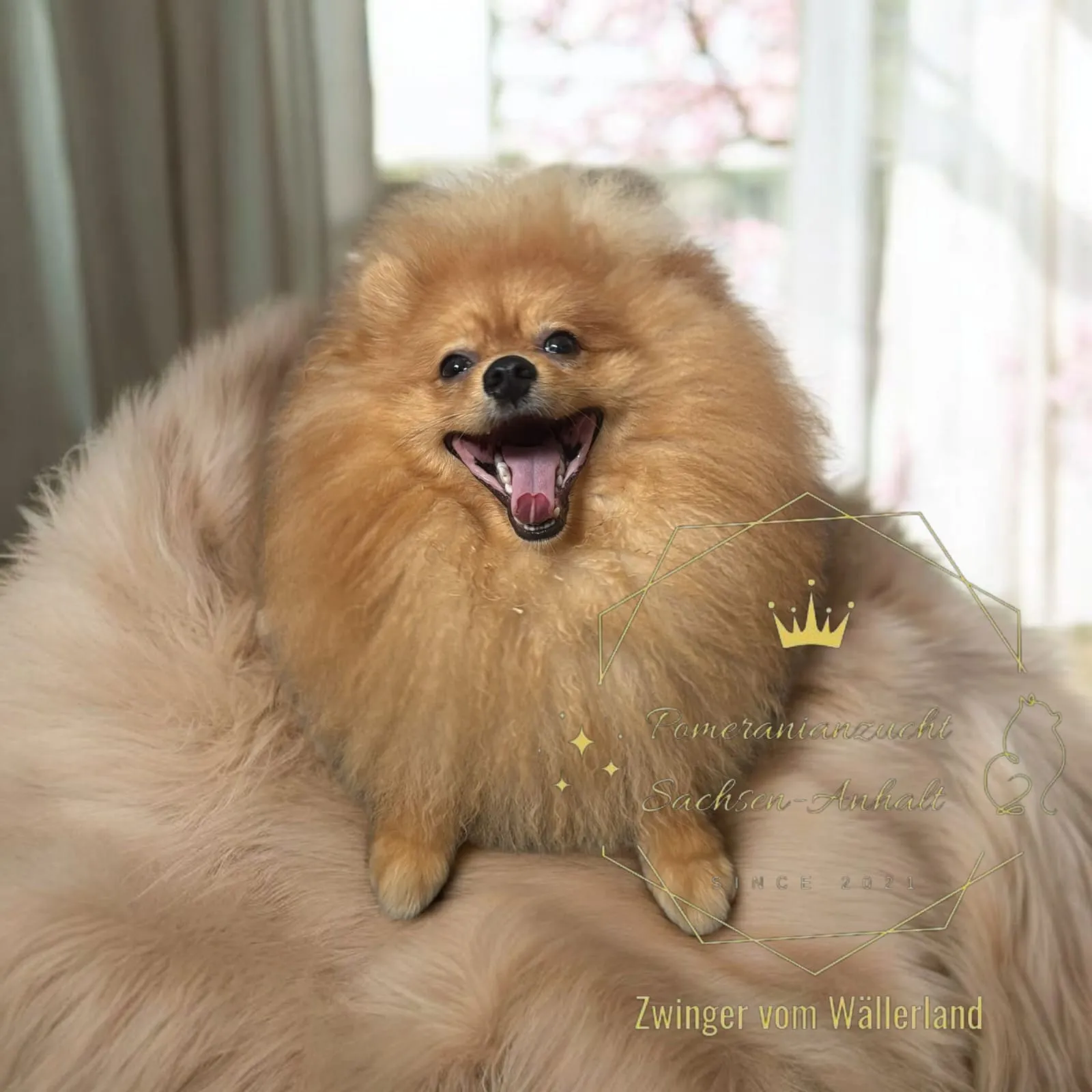 Pomeranianzucht - Hunderasse - Welpen geb. 01.09.2024