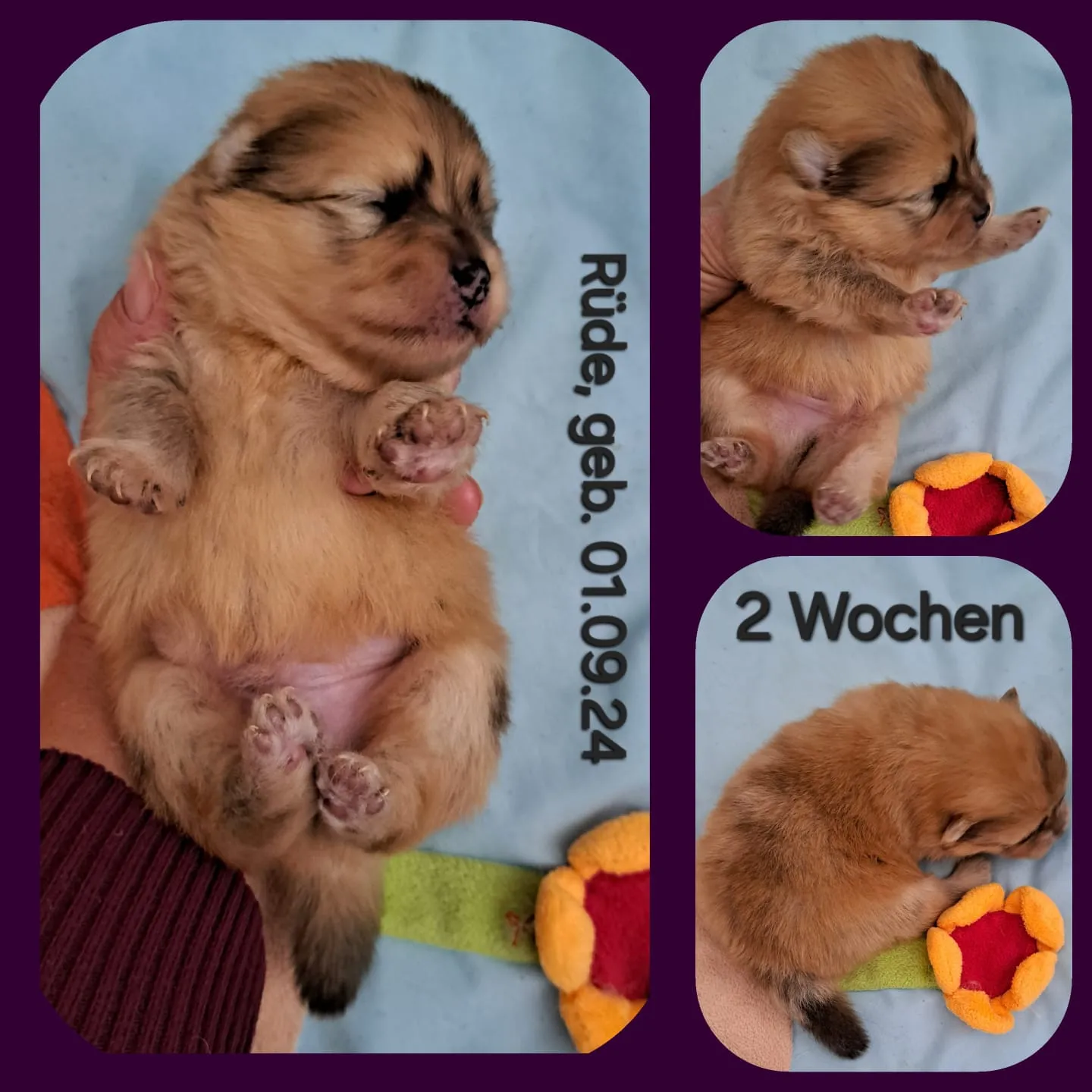 Pomeranianzucht - Hunderasse - Welpen geb. 01.09.2024