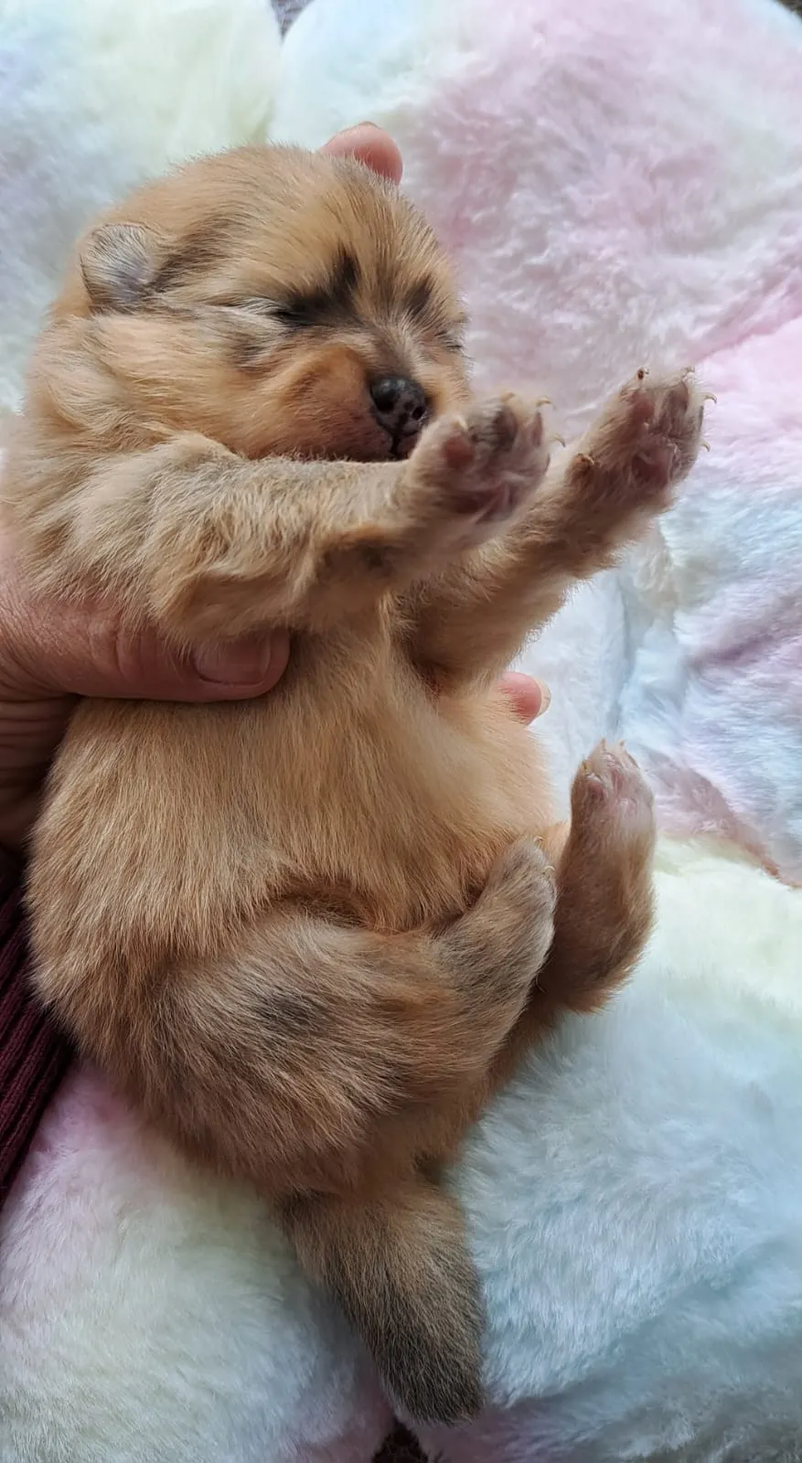 Pomeranianzucht - Hunderasse - Welpen geb. 01.09.2024