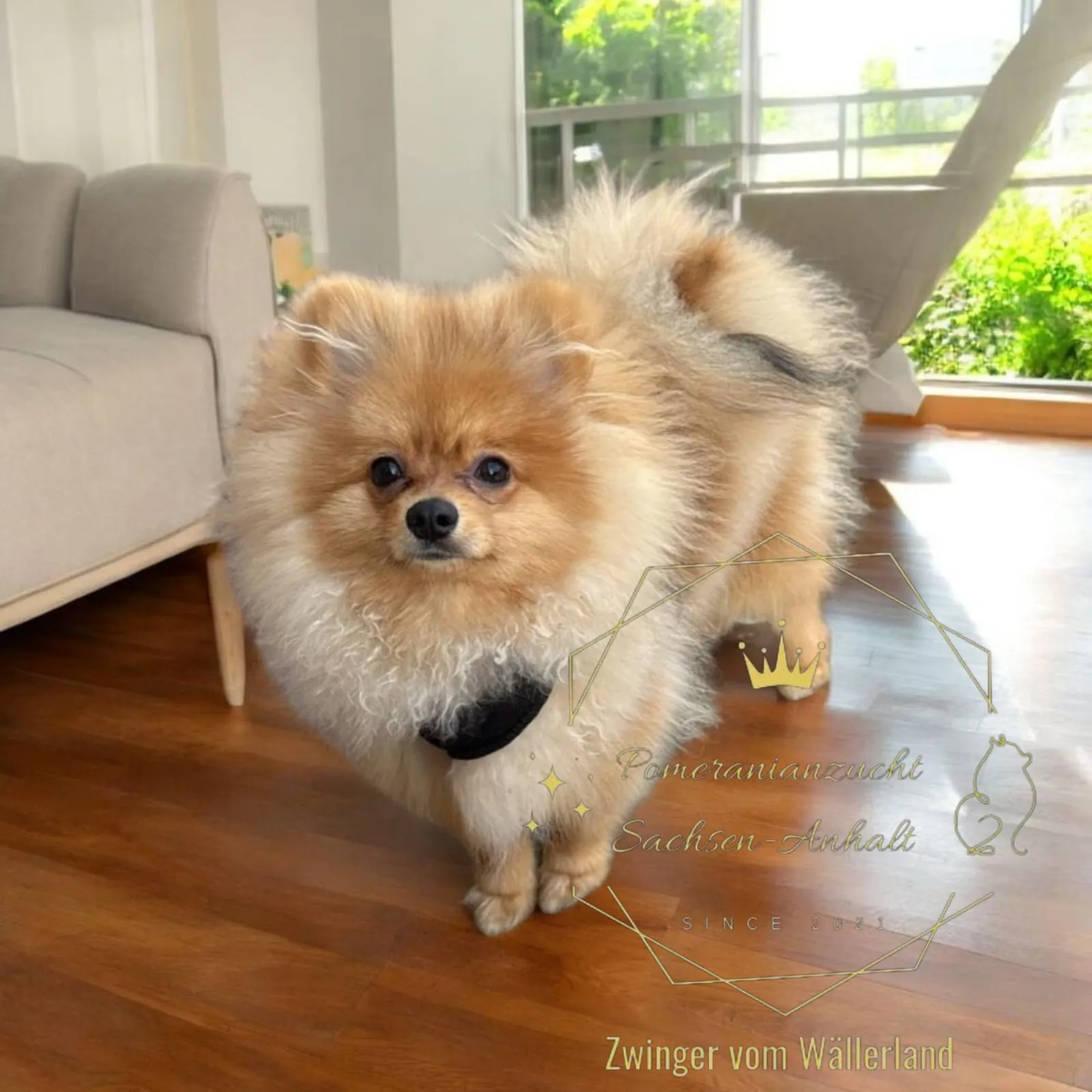 Pomeranianzucht - Hunderasse - Hund