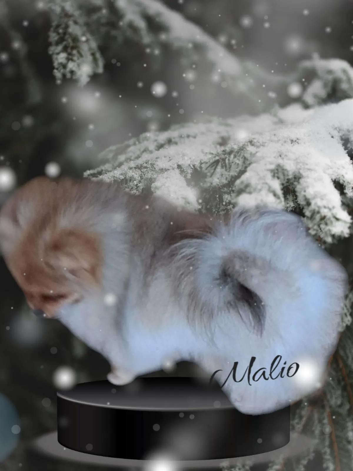 Pomeranianzucht - Hunderasse - Welpen geb. 01.09.2024