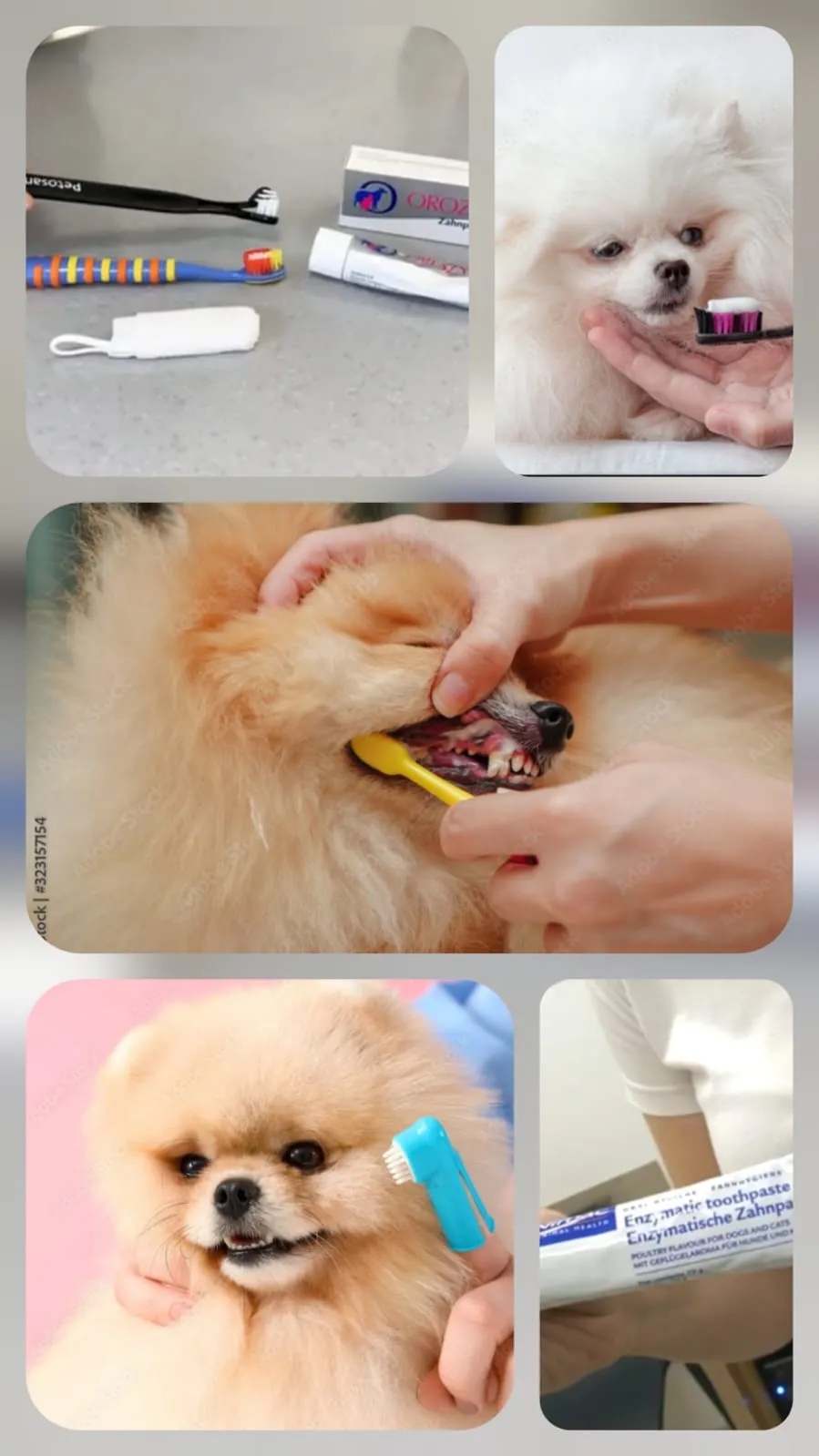 Pomeranianzucht - Hunderasse - Zähneputzen beim Hund