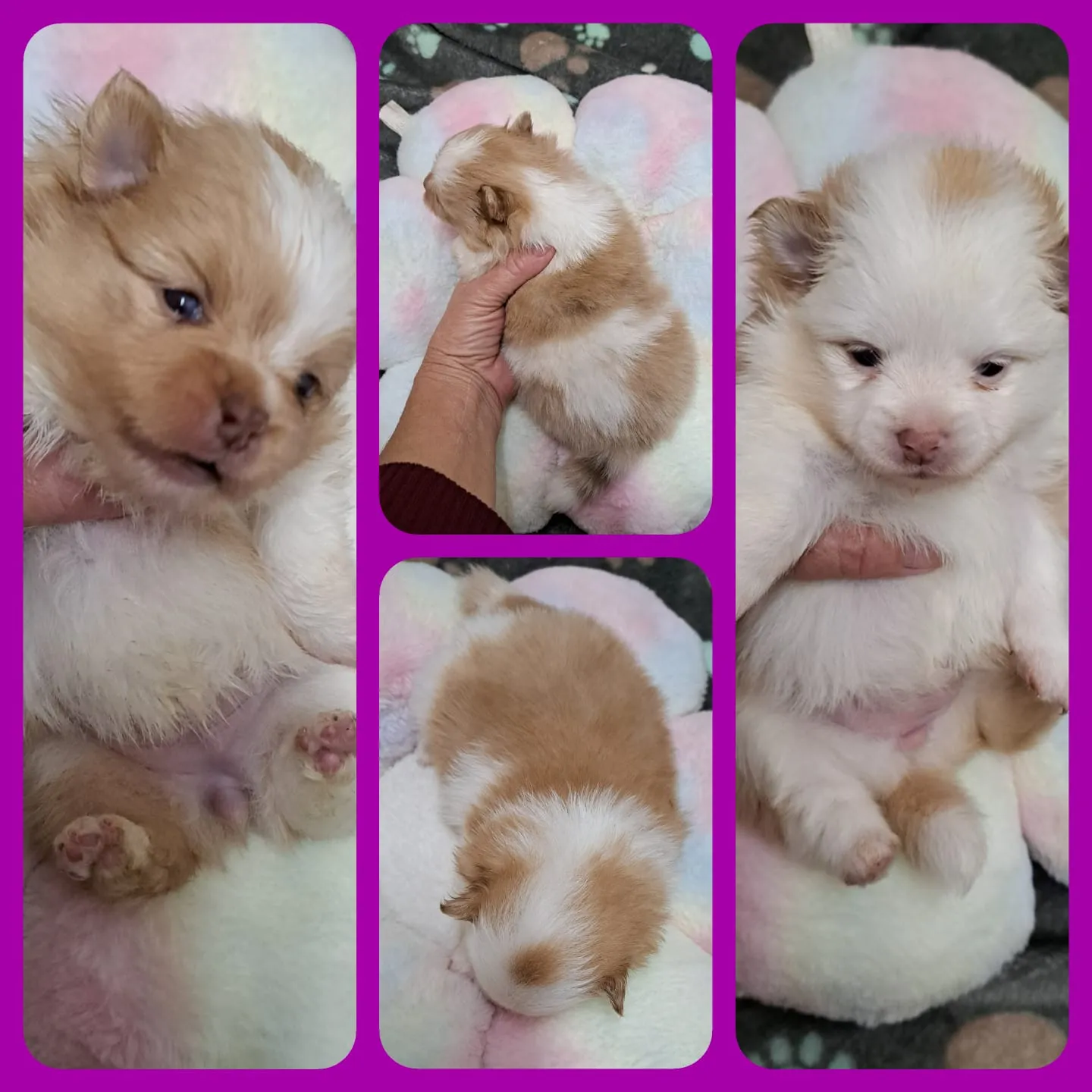 Pomeranianzucht - Hunderasse - Welpen geb. 05.11.2024