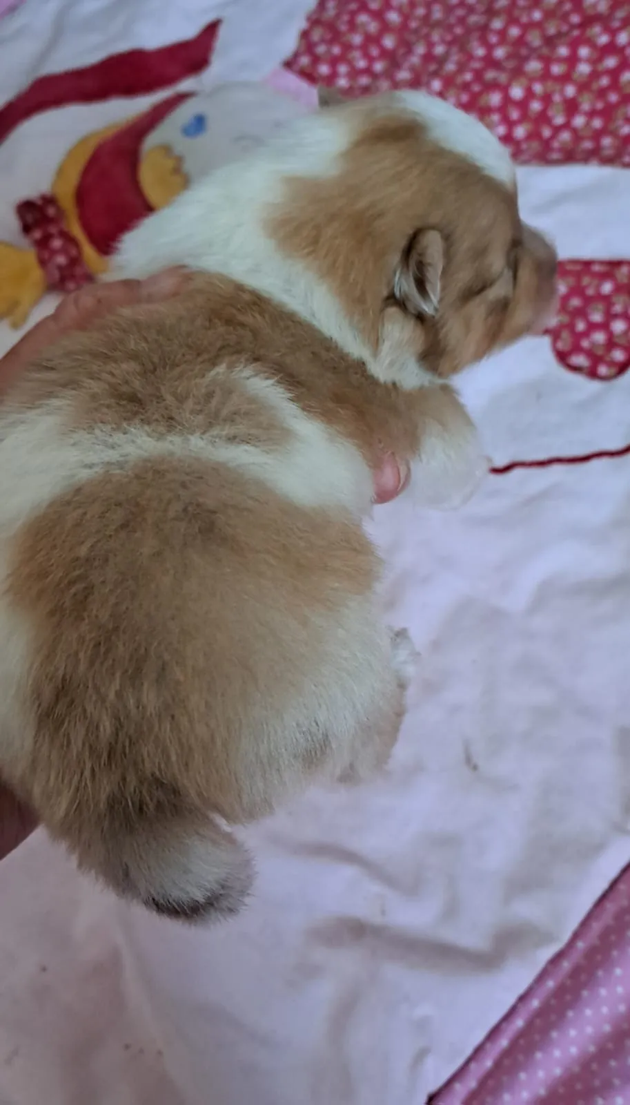 Pomeranianzucht - Hunderasse - Welpen geb. 05.11.2024